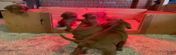 Hungarian Vizsla dogs for sale: KC Reg HV Pups, COI 1.3% ,Hip Scored For Sale - Advert 5