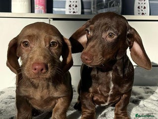 Dachshund dogs kc REG PRA CLR miniature dachshunds - Advert 1