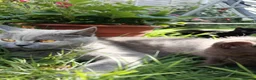 Mixed Breed cats for sale: Lovely kitchen  in Dagenham - Advert 10