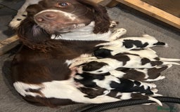 English Springer Spaniel dogs for sale: Gorgeous English Springer spaniel puppies - Image 4