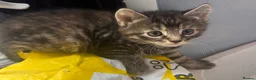 Mixed Breed cats for sale: Russian blue mix kittens  - Advert 15