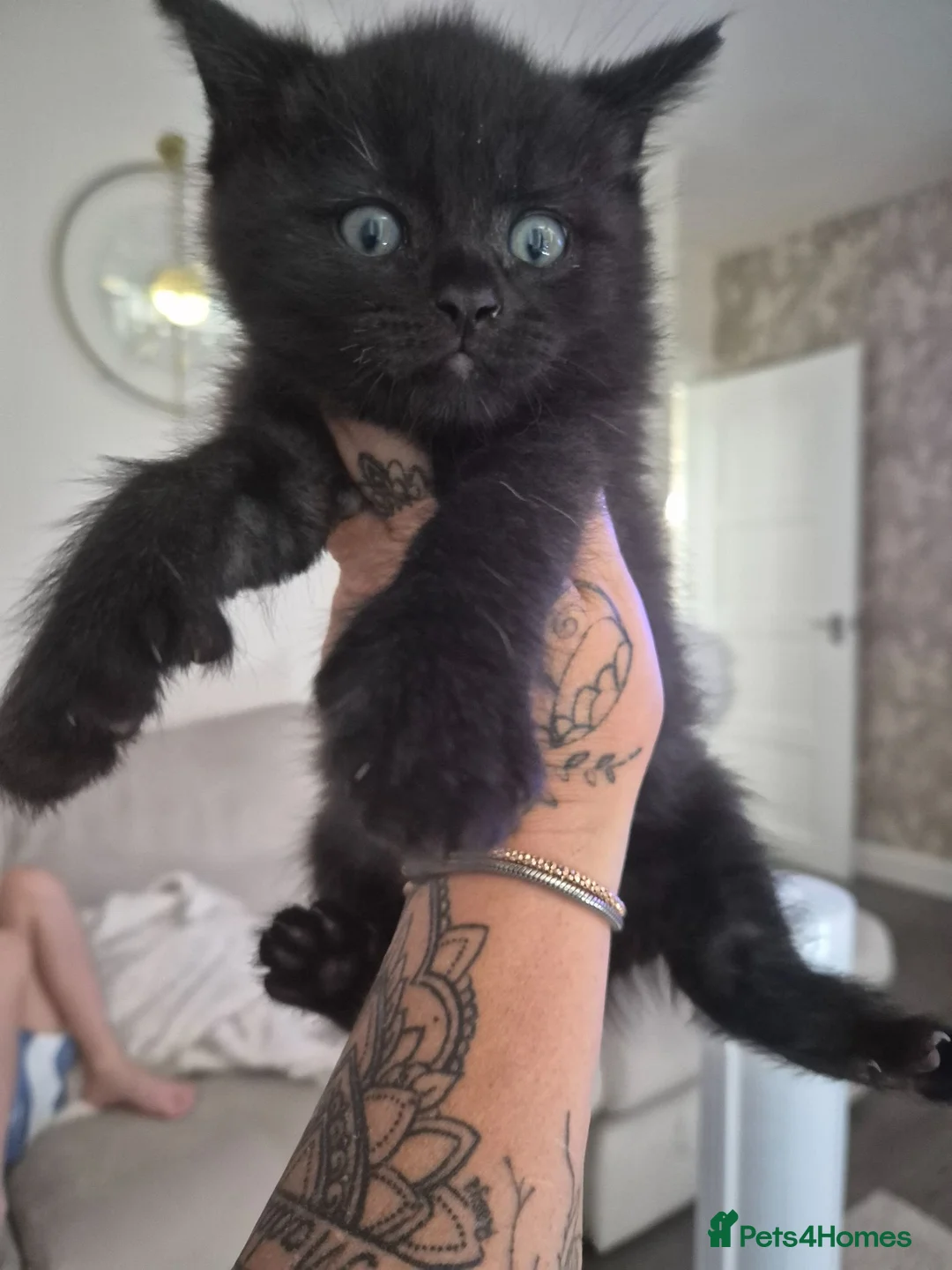 British Shorthair cats for sale: British short haired x maincoon polydactyl kittens - Advert 9