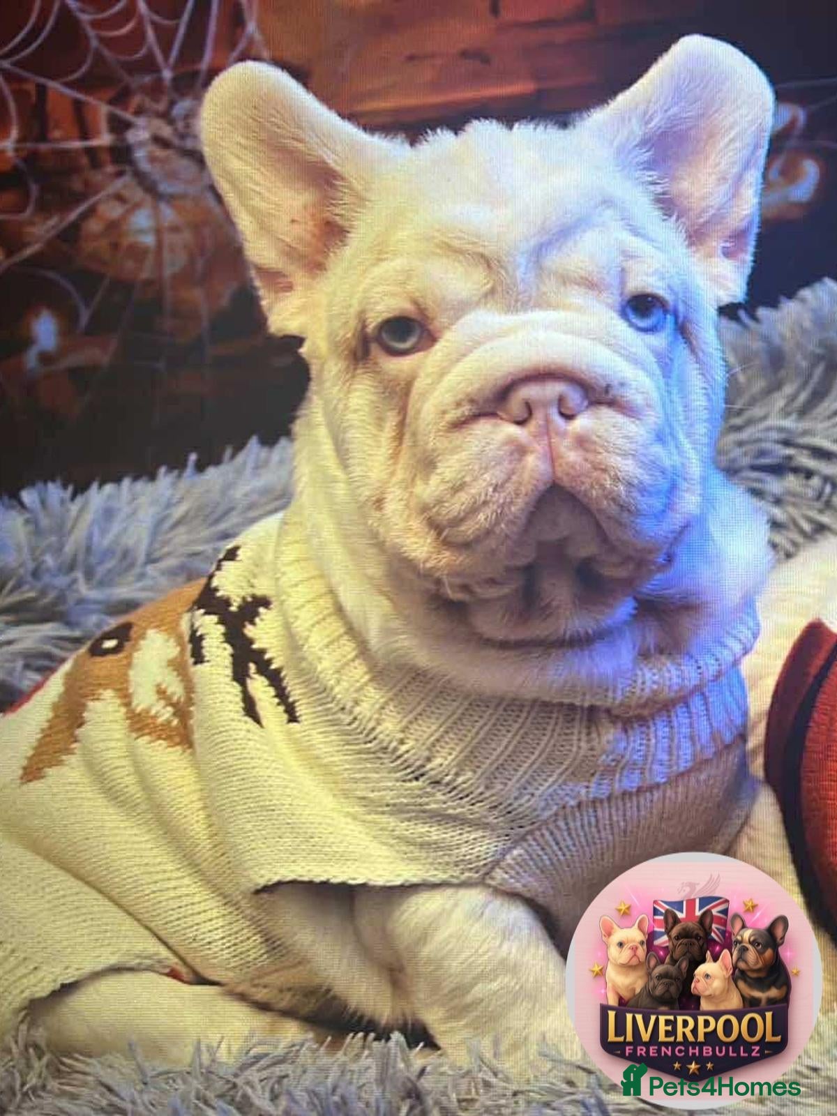 French Bulldog dogs Platinum Visual Pink French Bulldog Male - Advert 1