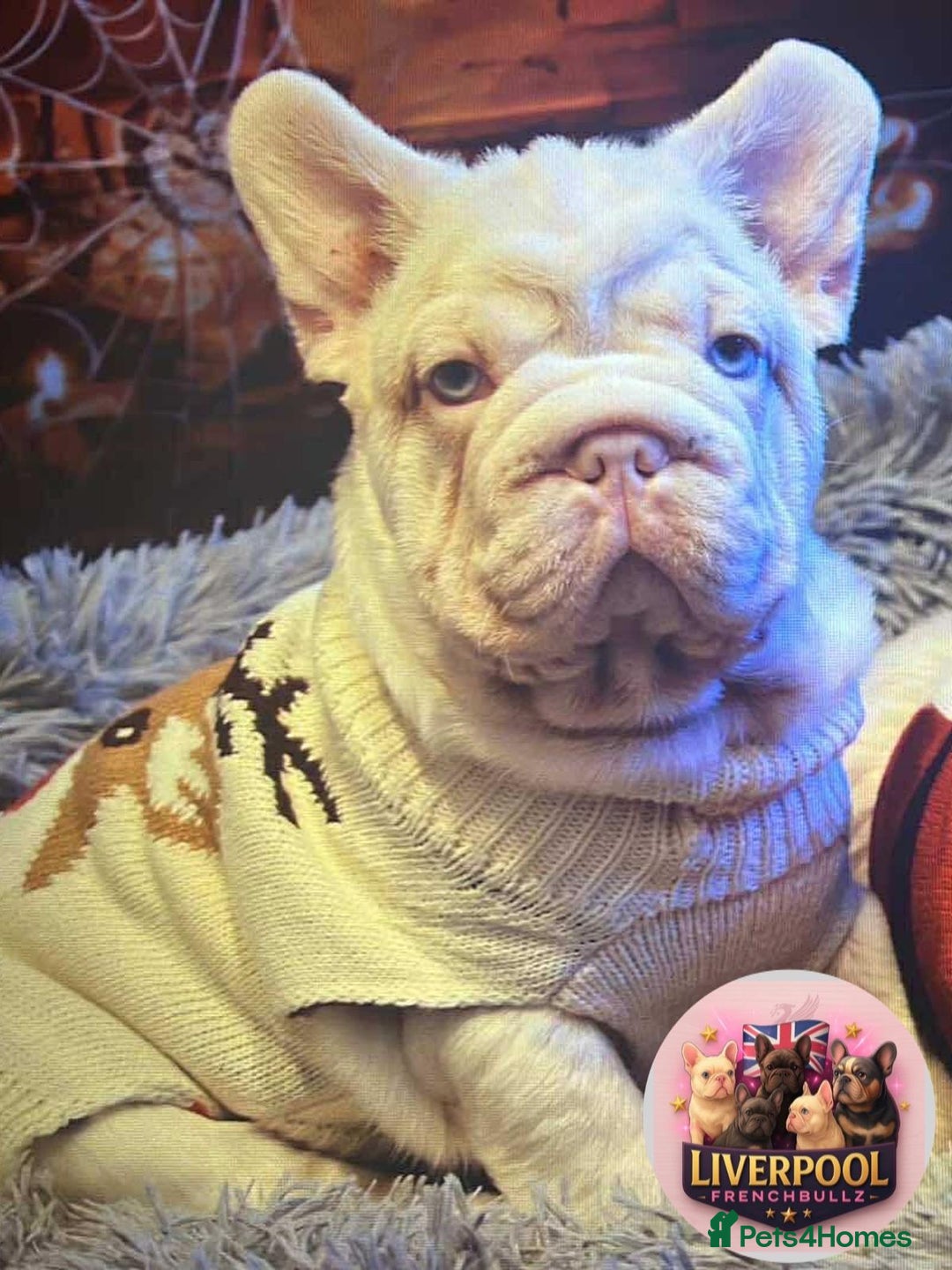 French Bulldog dogs for sale: Platinum Visual Pink French Bulldog Male - Advert 1