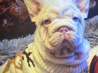 French Bulldog dogs Platinum Visual Pink French Bulldog Male - Advert 11