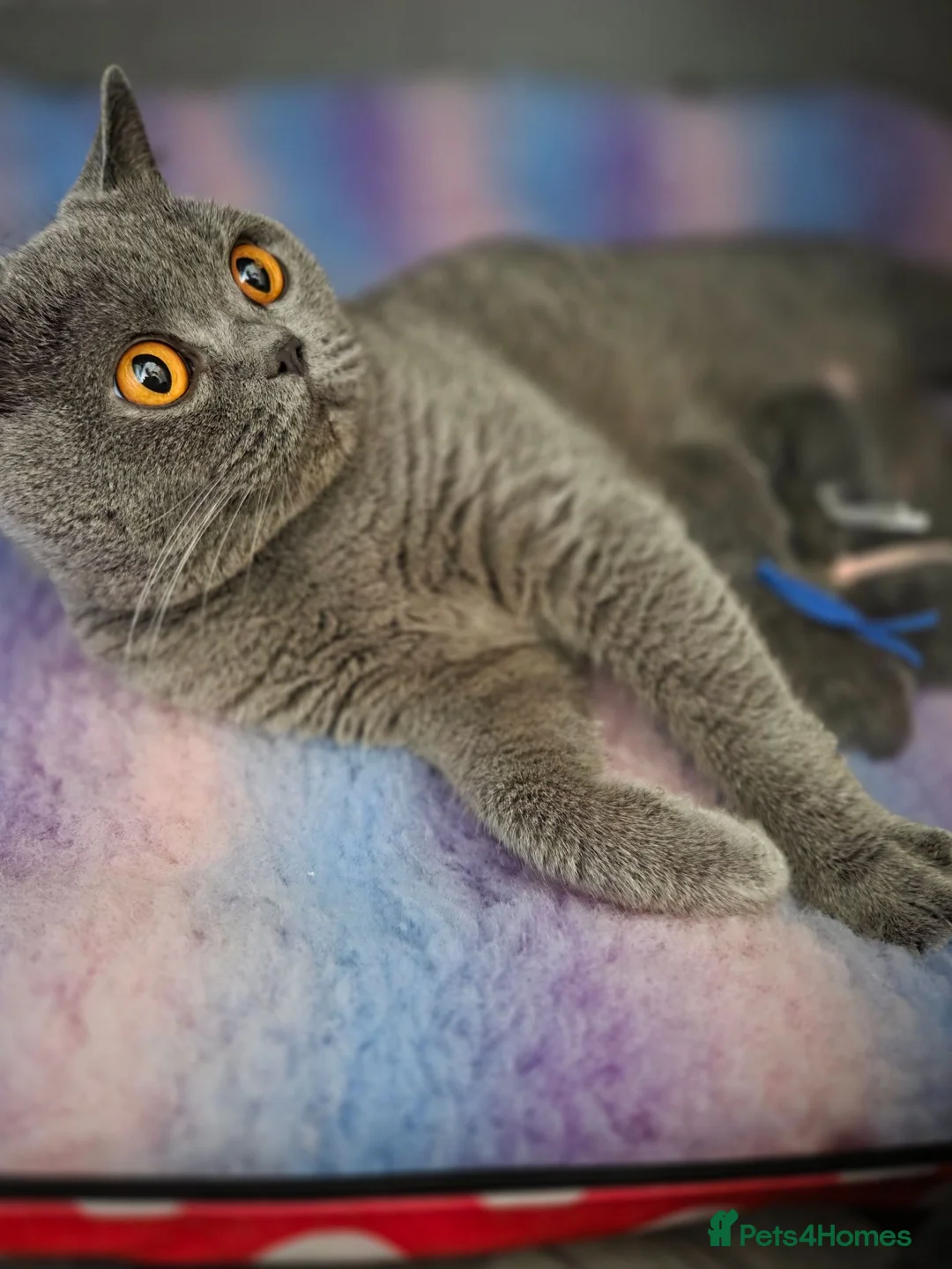 British Shorthair cats for sale: Blue British shorthair gccf registered  - Advert 2