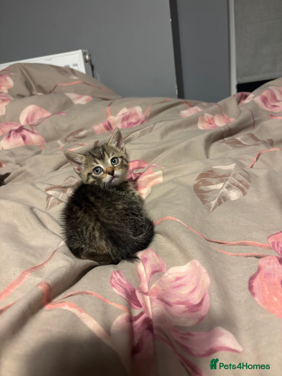 British Shorthair cats for sale: 3 tabby girls, 1 black boy - Image 10