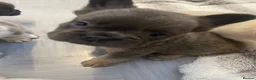 French Bulldog dogs for sale: Frenchbulldogs  in Bournemouth - Advert 5