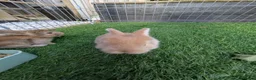 English Lop rabbits for sale: Holland English lop eared rabbits - Advert 6