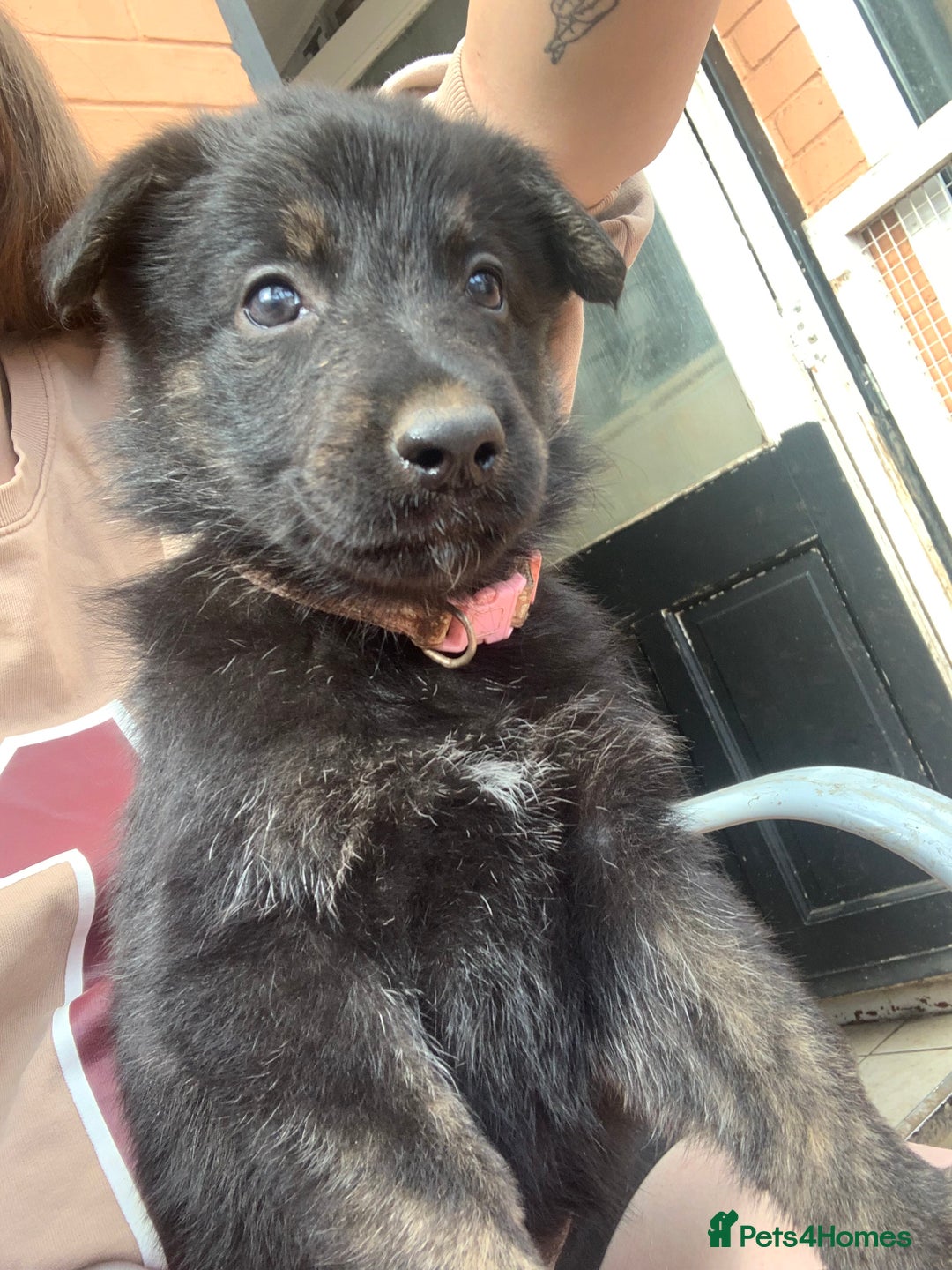 Mixed Breed dogs for sale: German Shepard X Dutch Herder Puppies - Image 26