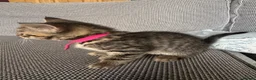Mixed Breed cats for sale: Adorable Kittens Looking for Their Forever Home - Advert 15