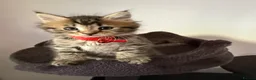 Ragcoon cats for sale: RAGCOONS ragdoll mainecoons - Advert 4