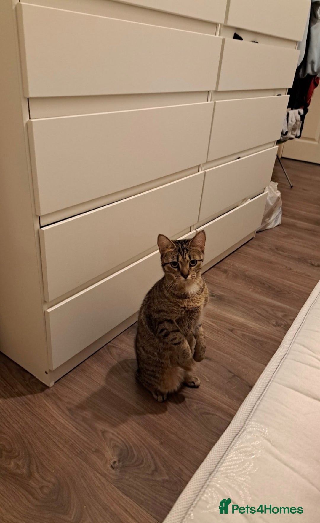 Mixed Breed cats for sale: Oreo and Luna - Advert 9