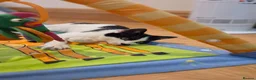 Domestic Shorthair cats for sale: Dynamic Duo Looking for an Outdoor Adventure! in Hook - Advert 11