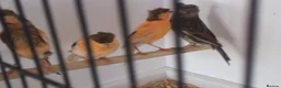 Canaries birds for sale: Portuguese Harlequin Canaries - Advert 2