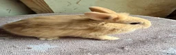 Lionhead rabbits for sale: Beautiful very Friendly Lionheads - Advert 5