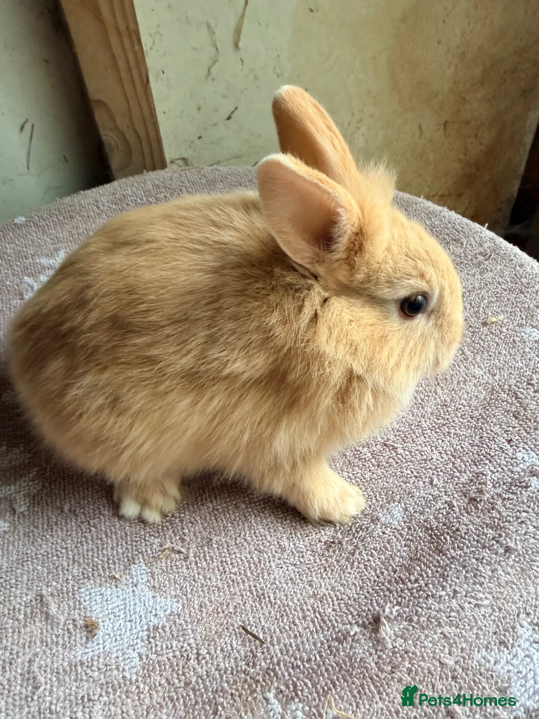 Lionhead rabbits for sale: Beautiful very Friendly Lionheads - Advert 5