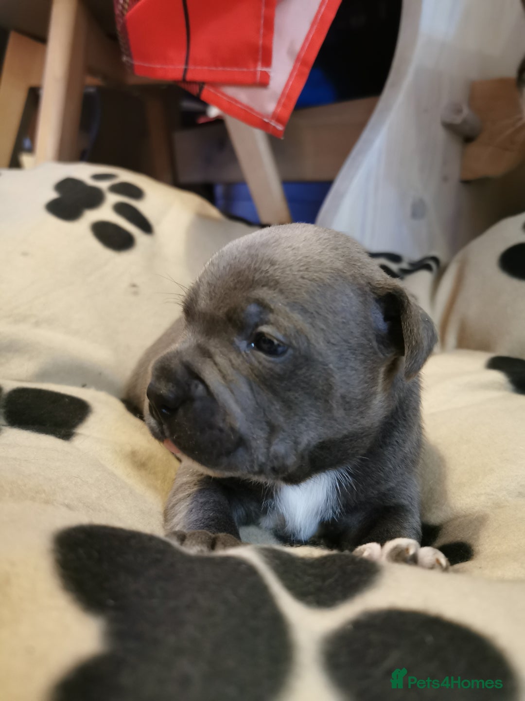 Staffordshire Bull Terrier dogs for sale: Beautiful Staffy's puppies - Advert 7