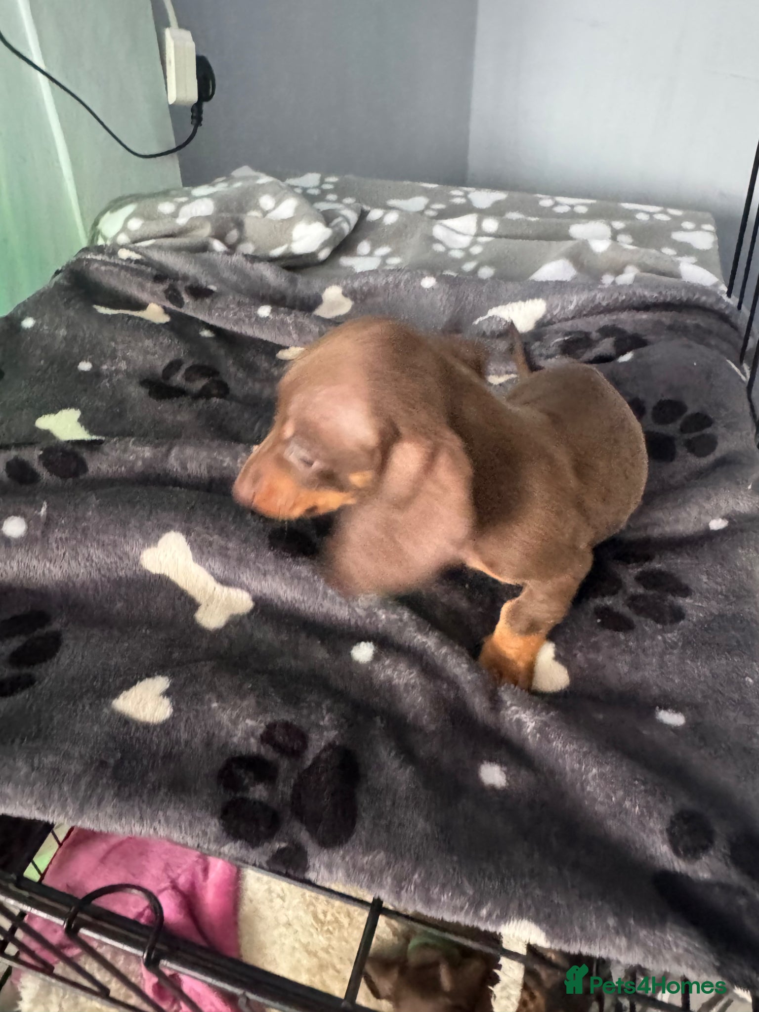 Miniature Dachshund dogs for sale: Mini dachshund  in Brighton - Advert 15