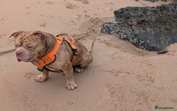 American Bully dogs for stud: Bruce  - Image 5