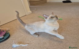 Burmese cats for sale: Beautiful Pedigree Lilac Female Burmese - Image 5