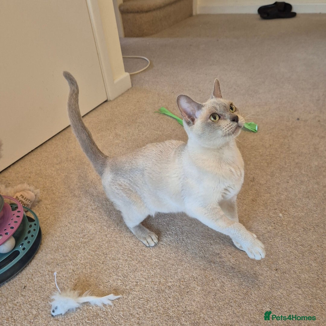 Burmese cats for sale: Beautiful Pedigree Lilac Female Burmese - Image 5