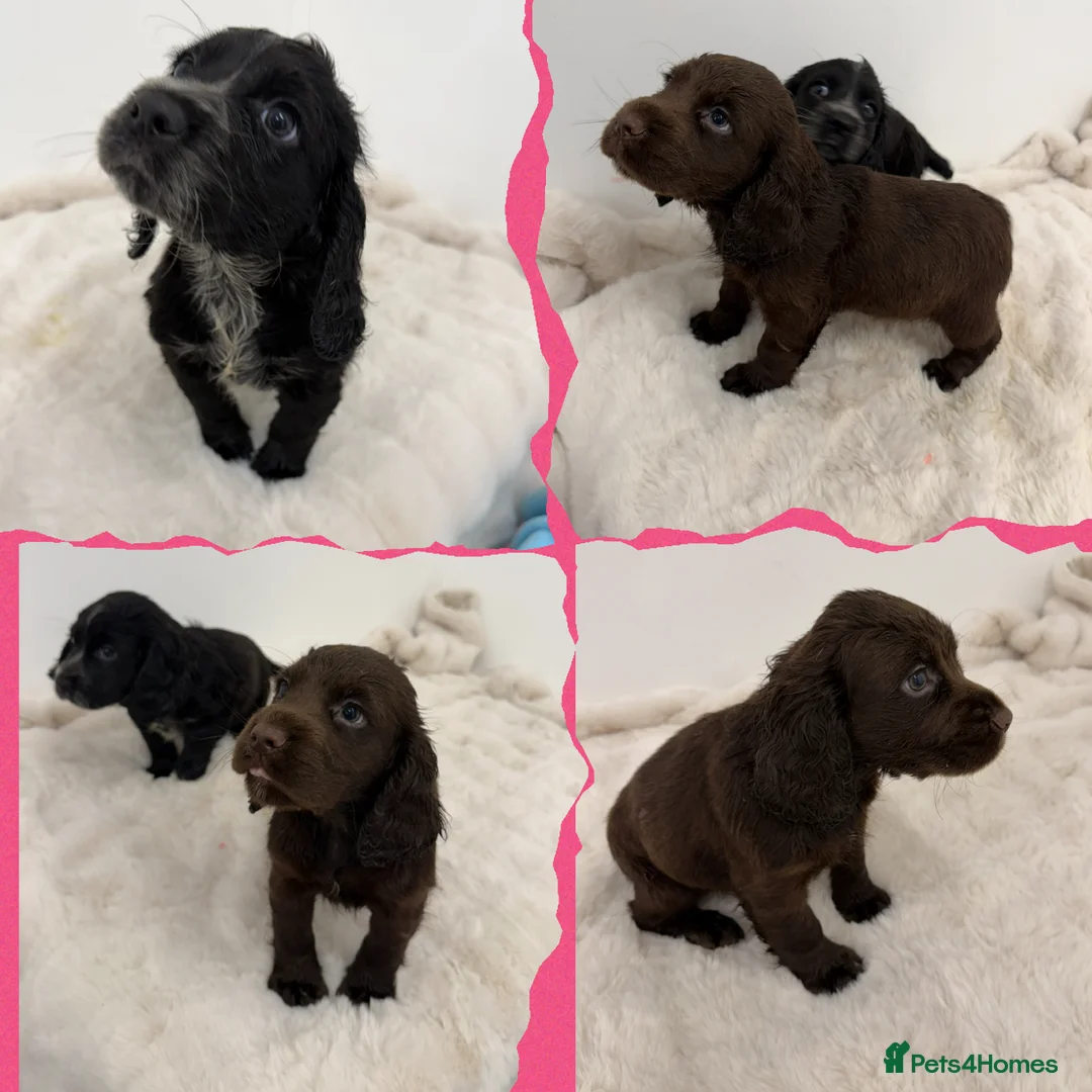 Cocker Spaniel dogs for sale: Cocker Spaniel's working - Advert 3