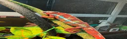 Chameleon reptiles for sale: Chameleons ambilobe - Advert 24