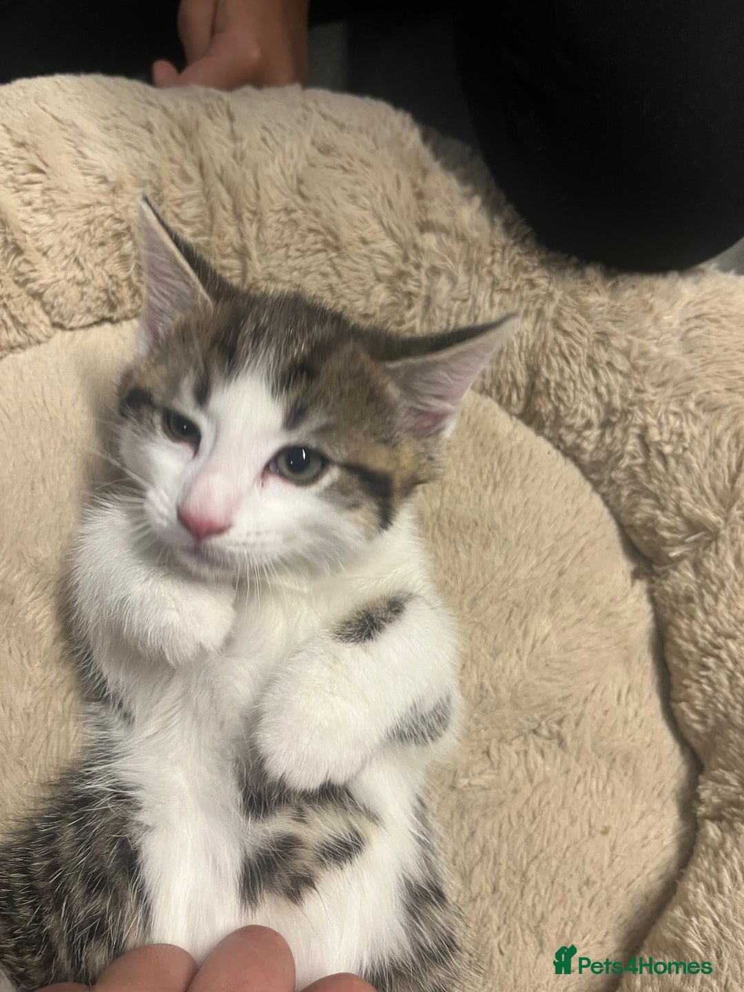 Mixed Breed cats for sale: 🐾 2Beautiful Kittens  - Advert 11