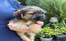 Mixed Breed dogs for sale: ❤️Beautiful Border Terrier cross puppies for sale. - Image 17