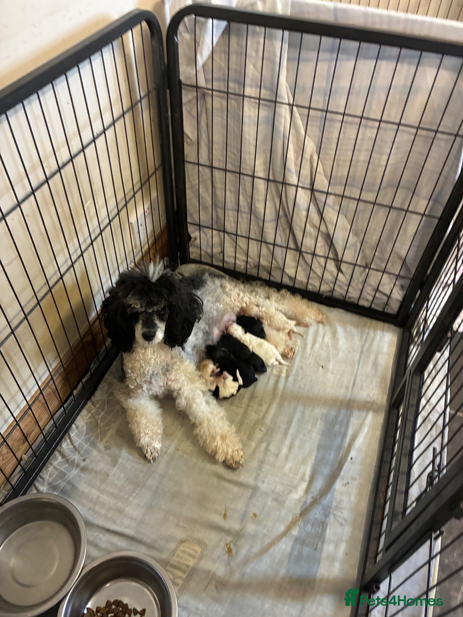 Toy Poodle dogs Stunning Toy Poodle Puppies - Advert 2