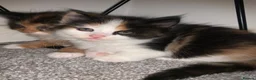 Mixed Breed cats for sale: Beautiful fluffy kittens - Advert 8
