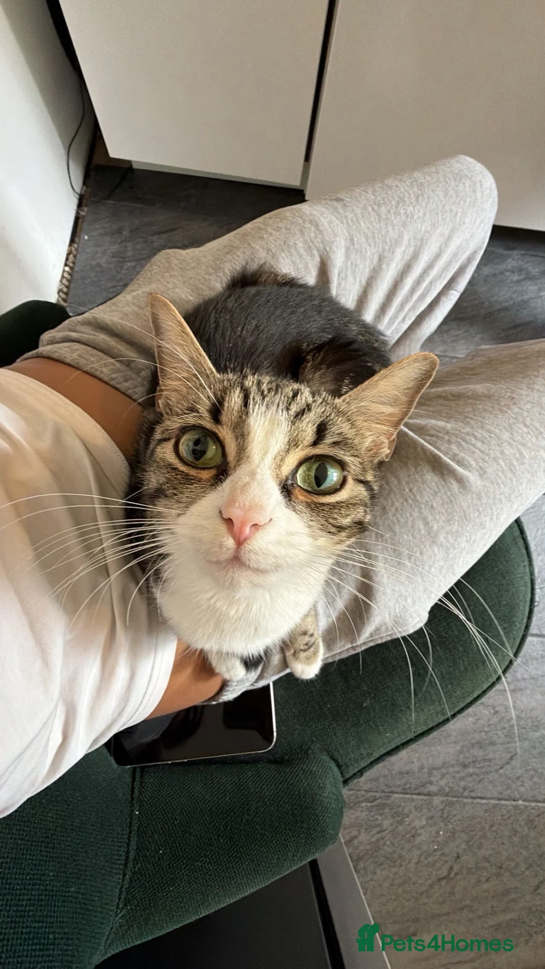 Mixed Breed cats for sale: Mixed breed  - Advert 1