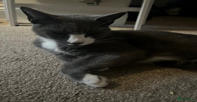 Mixed Breed cats - Advert 2
