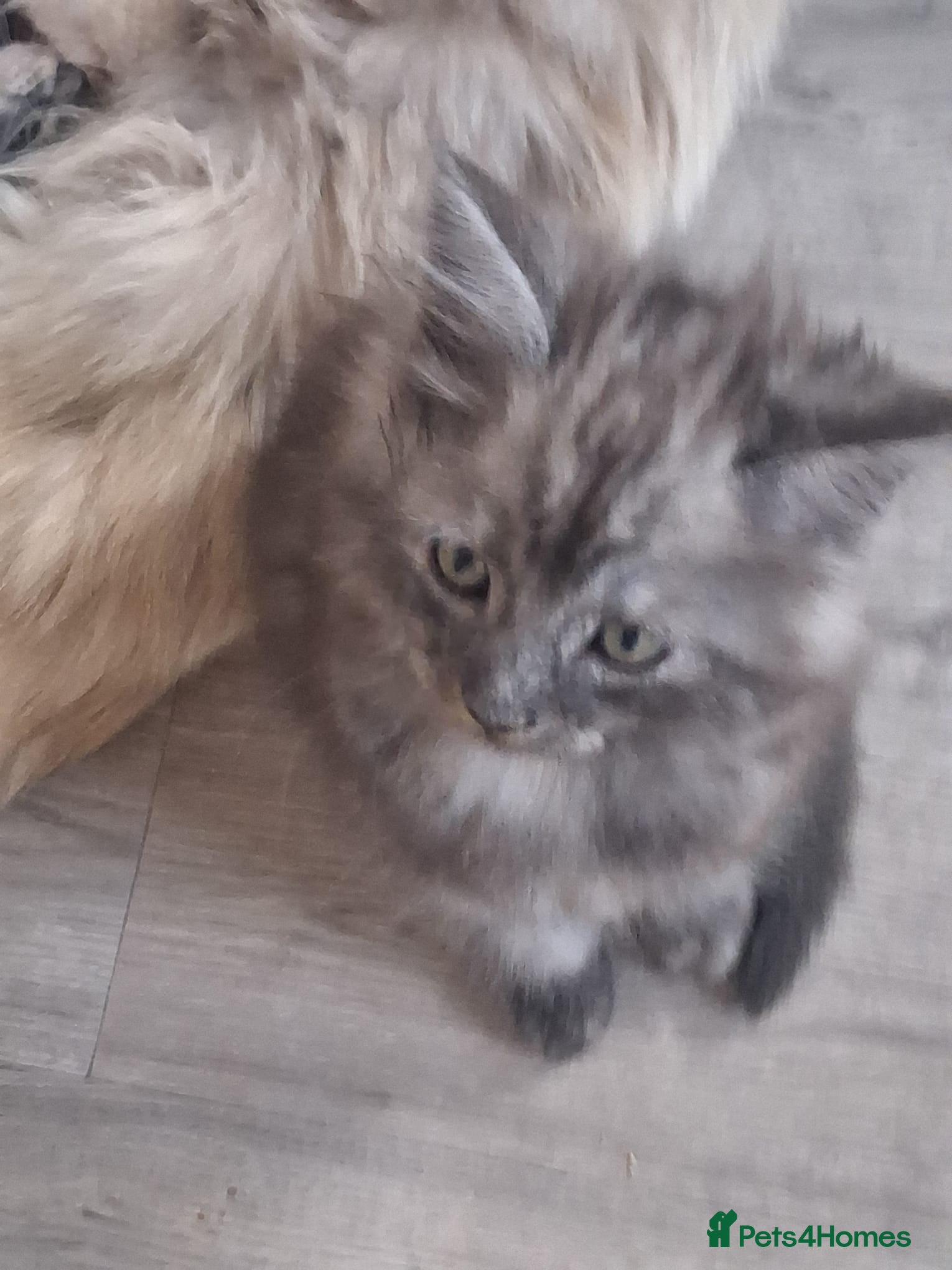 Ragcoon cats Stunning Ragcoon baby last one 🤩🤩  - Advert 1