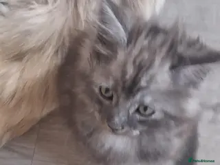 Ragcoon cats Stunning Ragcoon baby last one 🤩🤩 - Advert 1