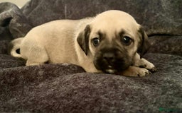 Mixed Breed dogs for sale: Beautiful Frenchie cross dachshund puppies   - Image 13