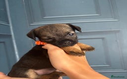 Border Terrier dogs for sale: Slem clear stunning boarder terrier puppies  - Image 13