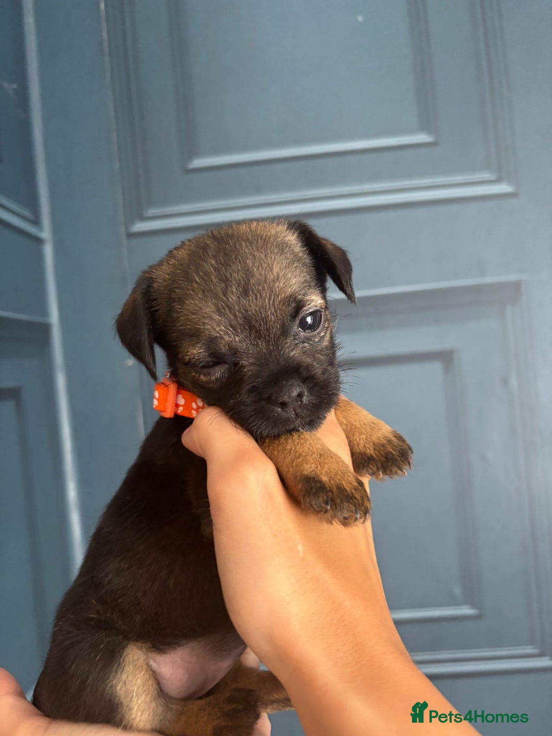 Border Terrier dogs for sale: Slem clear stunning boarder terrier puppies  - Image 13
