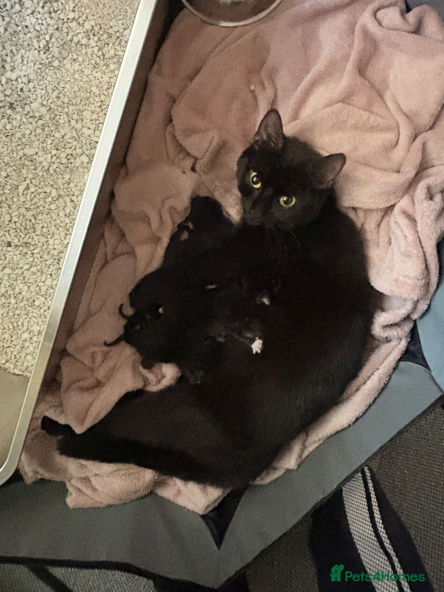 Domestic Shorthair cats Black and white kittens  - Advert 1