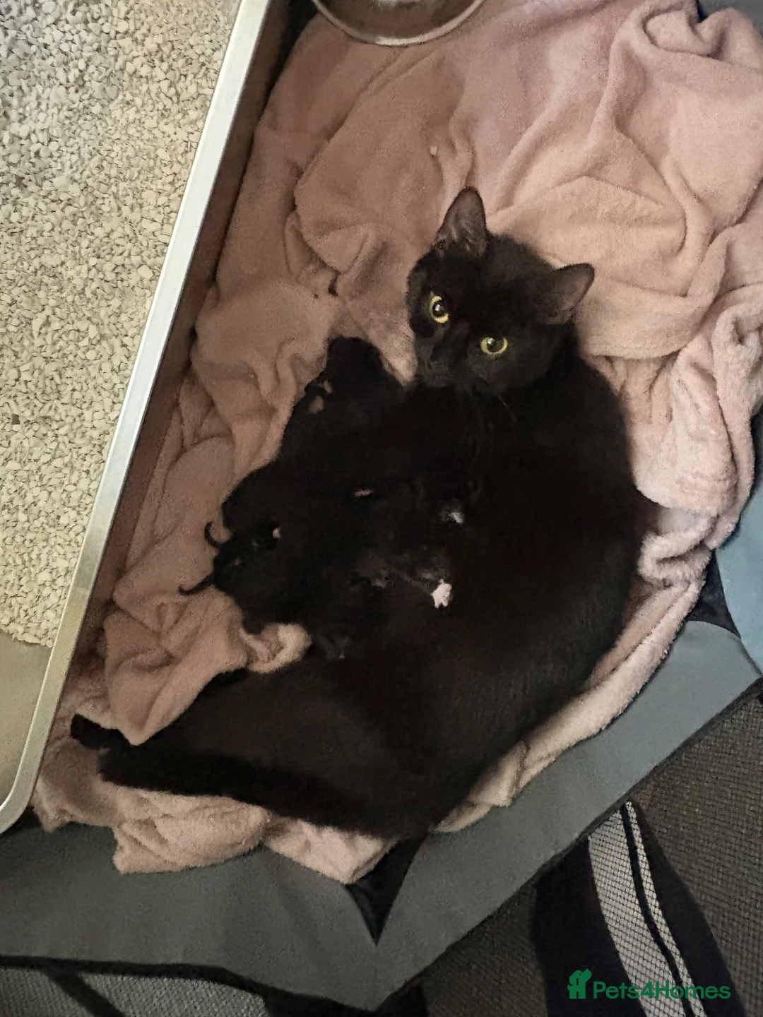Domestic Shorthair cats for sale: Black and white kittens  - Advert 1