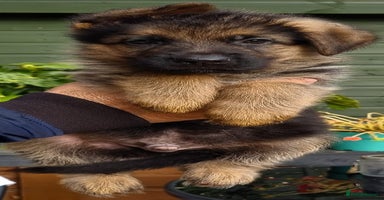 German Shepherd dogs - Advert 9