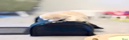 Scottish Fold cats for sale: TICA registered full pedigree Kittens - Advert 26