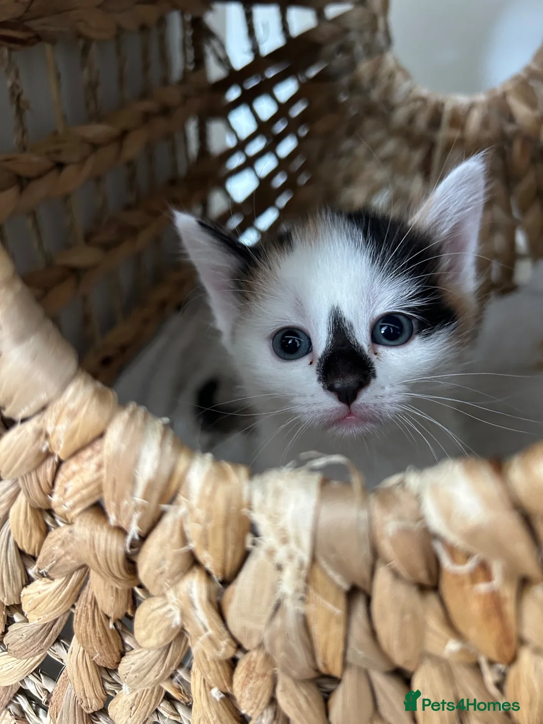 Mixed Breed cats for sale: 4 boys 1 girl ready to go now in Tonbridge - Advert 11