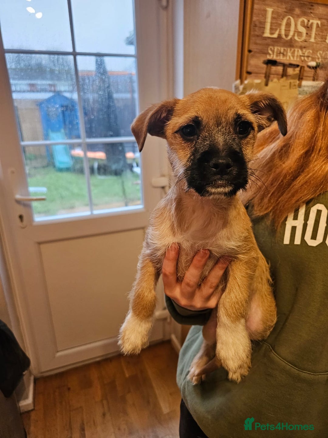 Mixed Breed dogs for sale: Chihuahua cross Jack Russell  - Advert 3