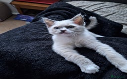 Ragdoll cats for sale: 1 loving boy  left Hand reared from 2 weeks old - Image 1