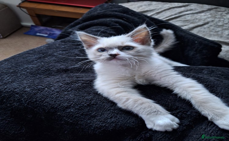 Ragdoll cats - Advert 5