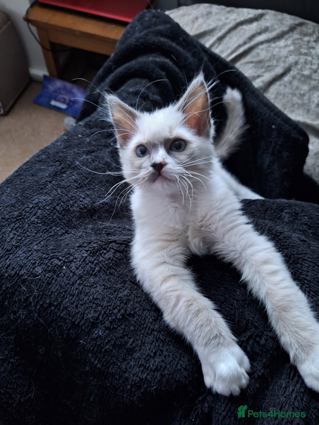Ragdoll cats for sale: 1 loving boy  left Hand reared from 2 weeks old - Image 1
