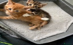 American Shorthair cats for sale: Tabby Twins & Gingee - Image 3