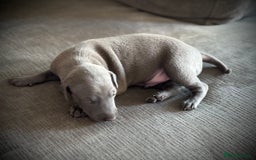 Italian Greyhound dogs for sale: KC Reg Italian Greyhound puppies - Only 1 boy left - Image 12